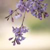 六義園のしだれ桜　Ⅸ