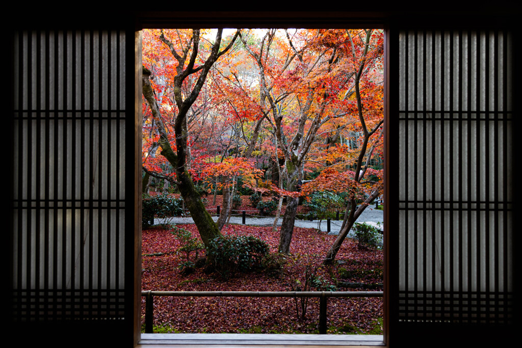 晩秋の圓光寺にて　Ⅴ