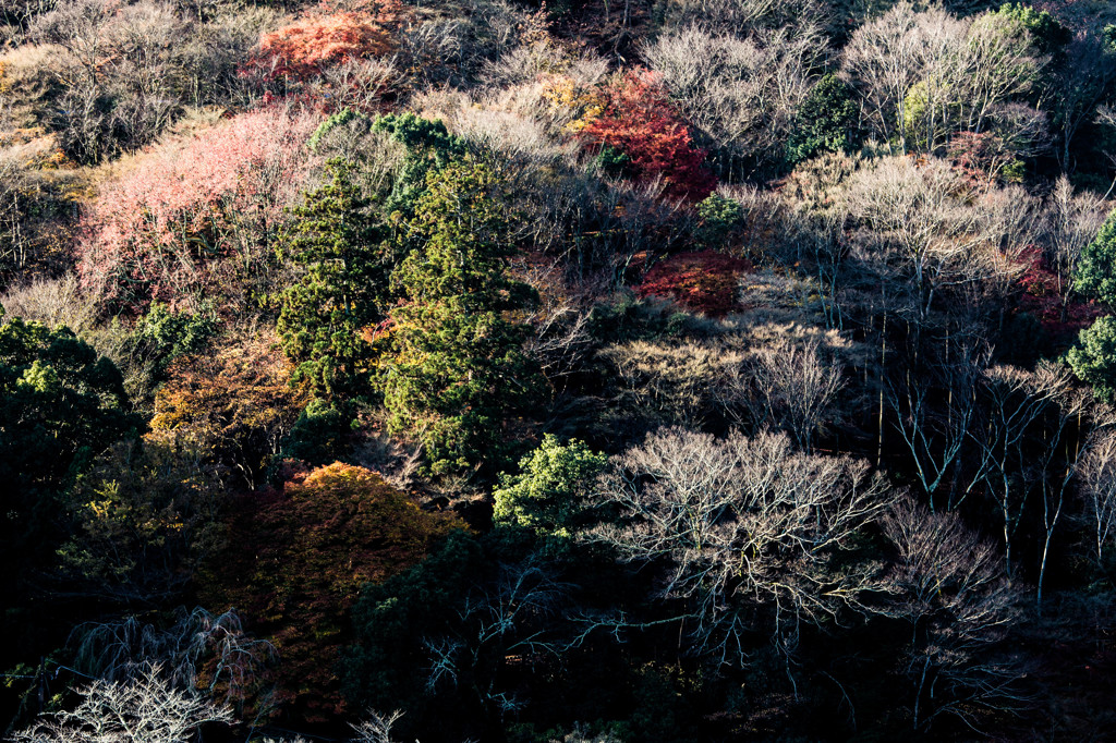 晩秋の嵐山　Ⅷ