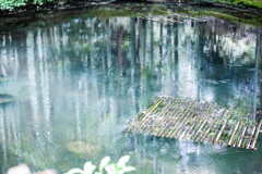 圓光寺の池　Ⅱ