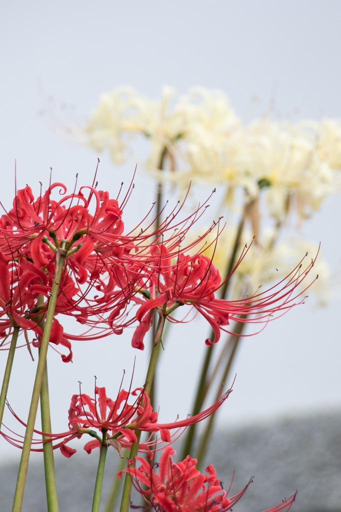 彼岸花・赤と白