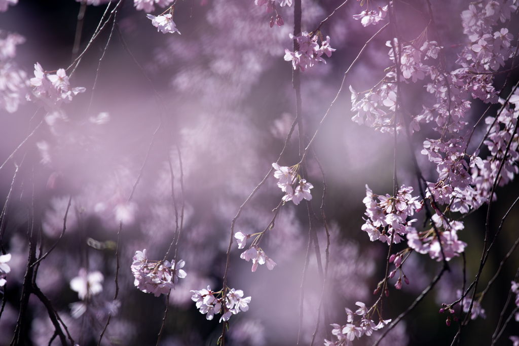 六義園のしだれ桜　Ⅶ