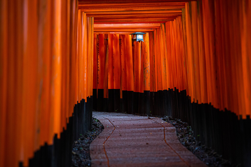 連なる鳥居　Ⅱ
