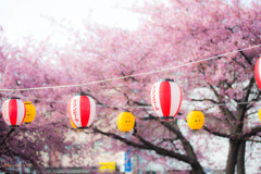 河津桜が咲く駅前。