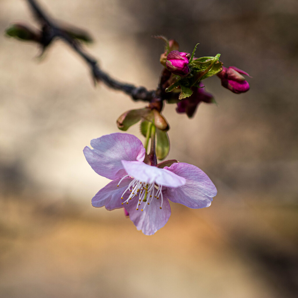 河津桜咲く　Ⅰ