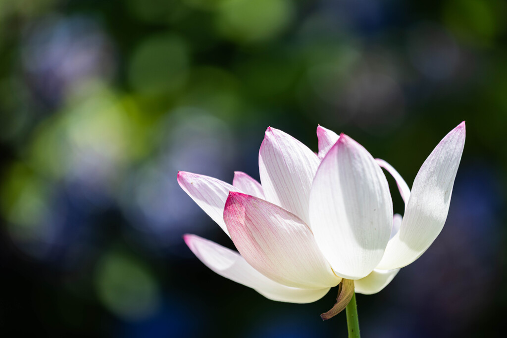 Longing Love