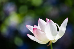 Longing Love