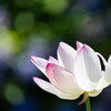 Longing Love
