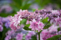 雨の日の紫陽花