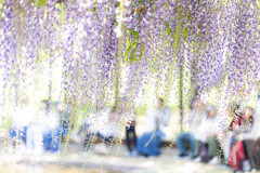 藤の公園で憩う。