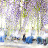 藤の公園で憩う。