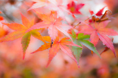 紅、ときどき緑