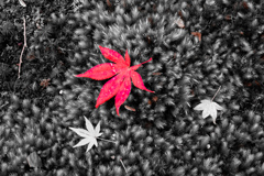 紅葉