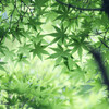 若葉萌ゆる。