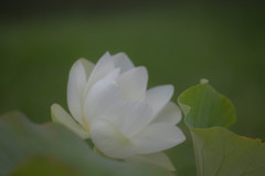 極楽浄土の蓮の花　Ⅲ