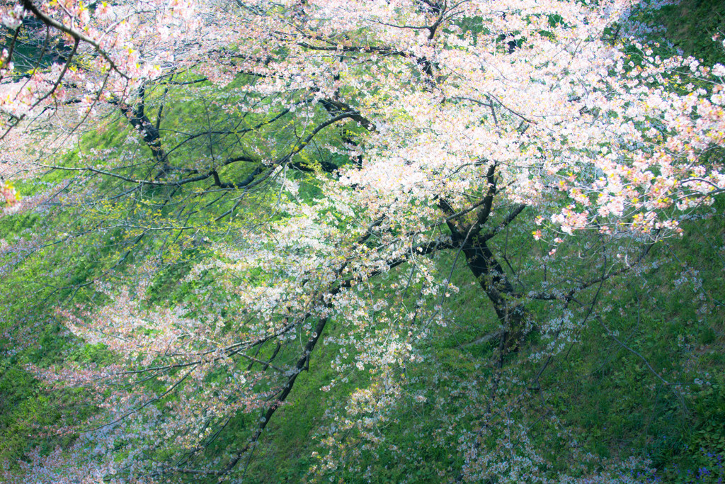 「散る桜 残る桜も 散る桜」