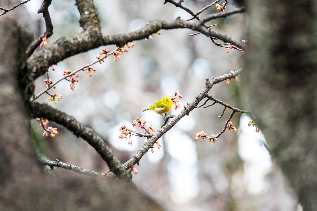 冬の桜とメジロ　Ⅱ