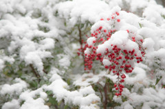 雪と南天