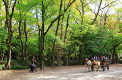 森の観光馬車