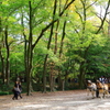 森の観光馬車