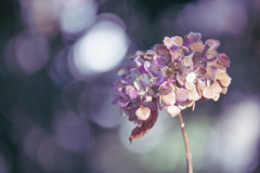 1月の紫陽花