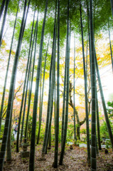 圓光寺の竹林