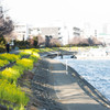 『菜の花街道』