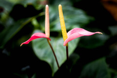 仲良しのCalla