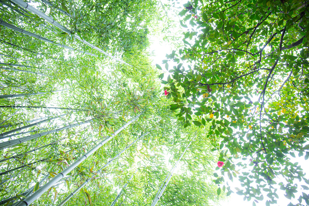 竹と椿の背比べ