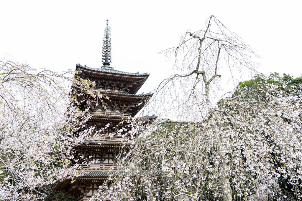 醍醐寺の春　Ⅱ