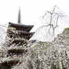 醍醐寺の春　Ⅱ
