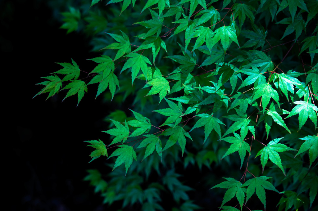 Green　Ⅱ