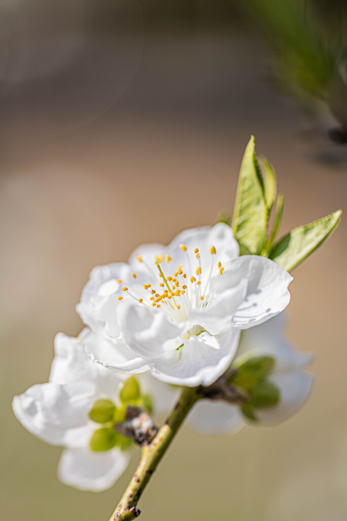 白い桃の花