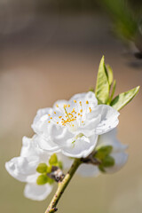 白い桃の花