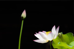 極楽浄土の花