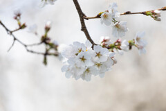 桜、咲く。