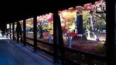 東福寺の紅葉を切り撮る　Ⅱ