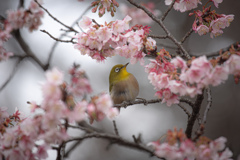 寒桜とメジロ