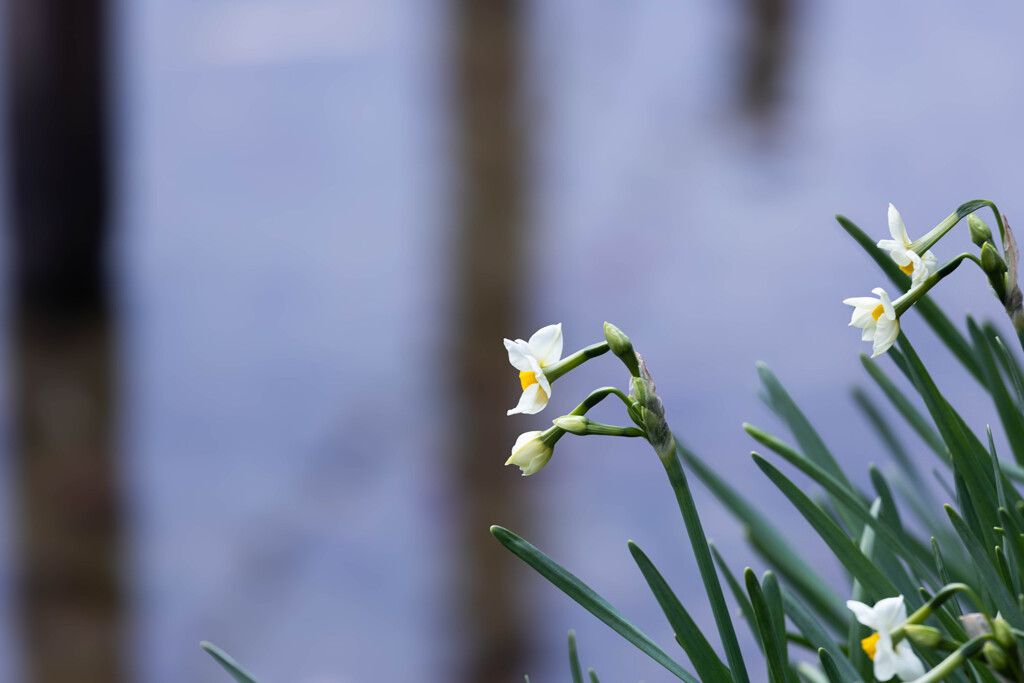 川沿いに咲く水仙