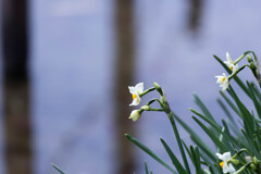 川沿いに咲く水仙