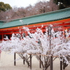 思いの数だけ花が咲く。