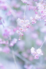 醍醐寺の八重紅しだれ桜　Ⅱ