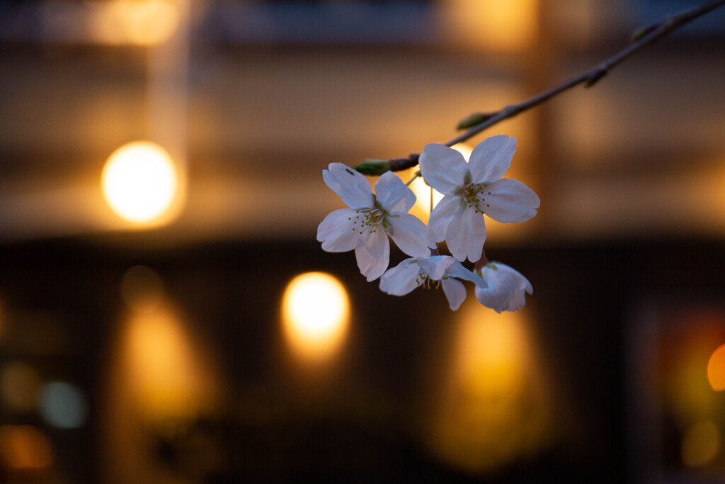 木屋町の桜