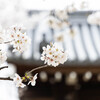 醍醐寺の春　Ⅲ
