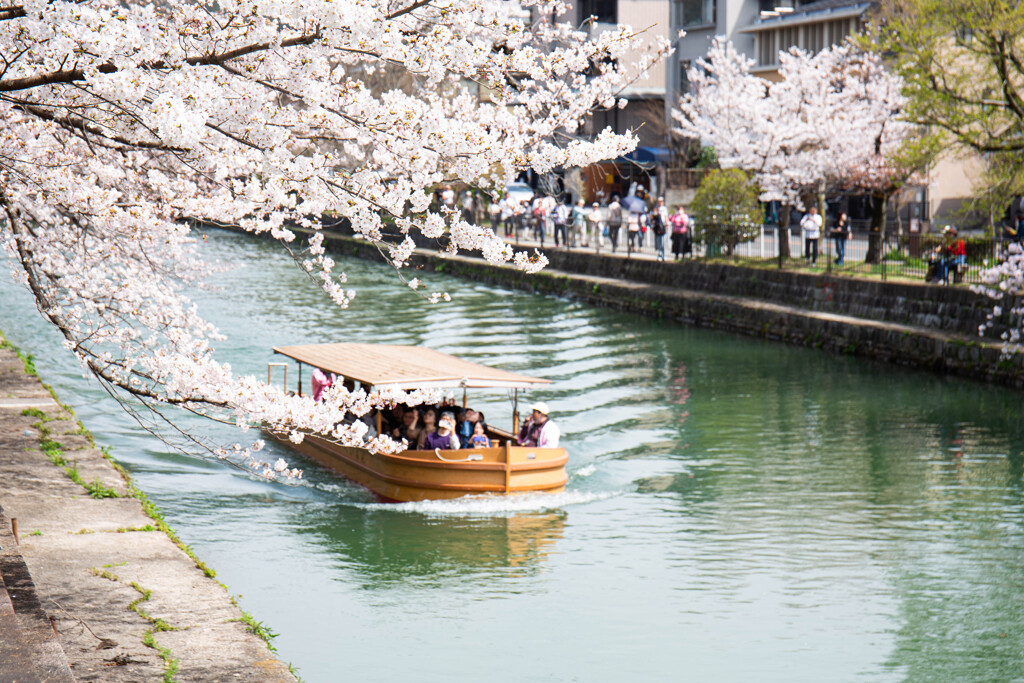 京都岡崎の春　Ⅱ