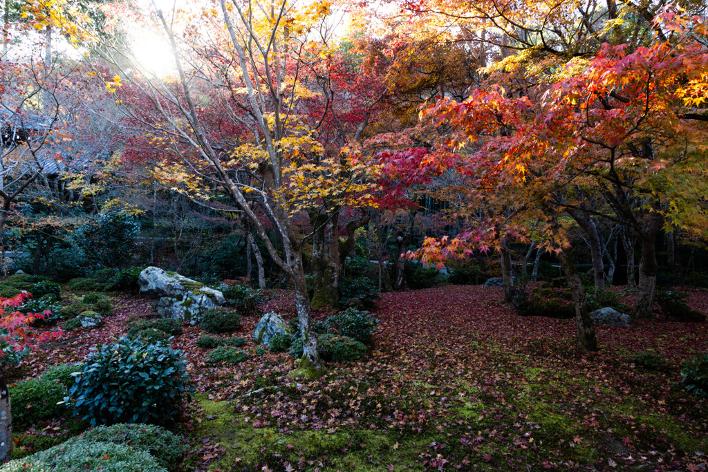 晩秋の圓光寺にて　Ⅲ