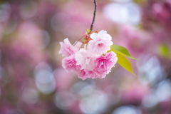 春の彩　八重桜