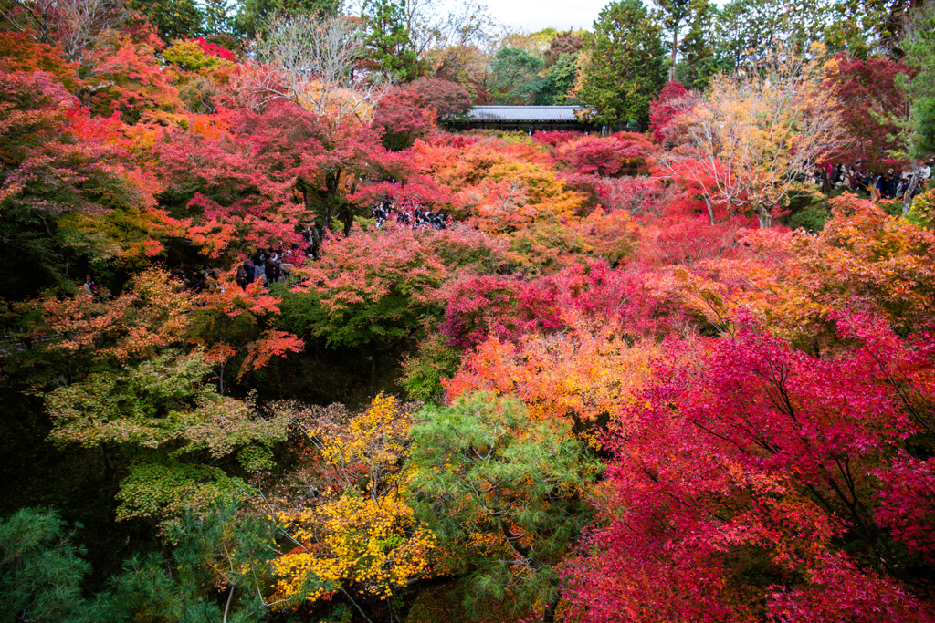 『東福寺の紅葉』