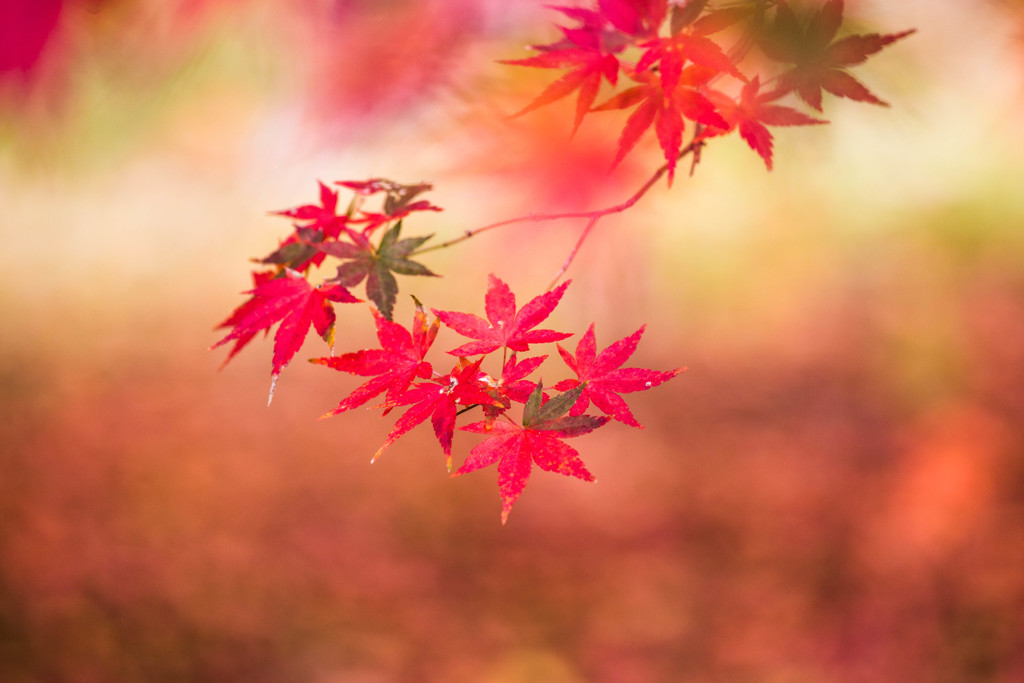 「晩秋のおもひで」