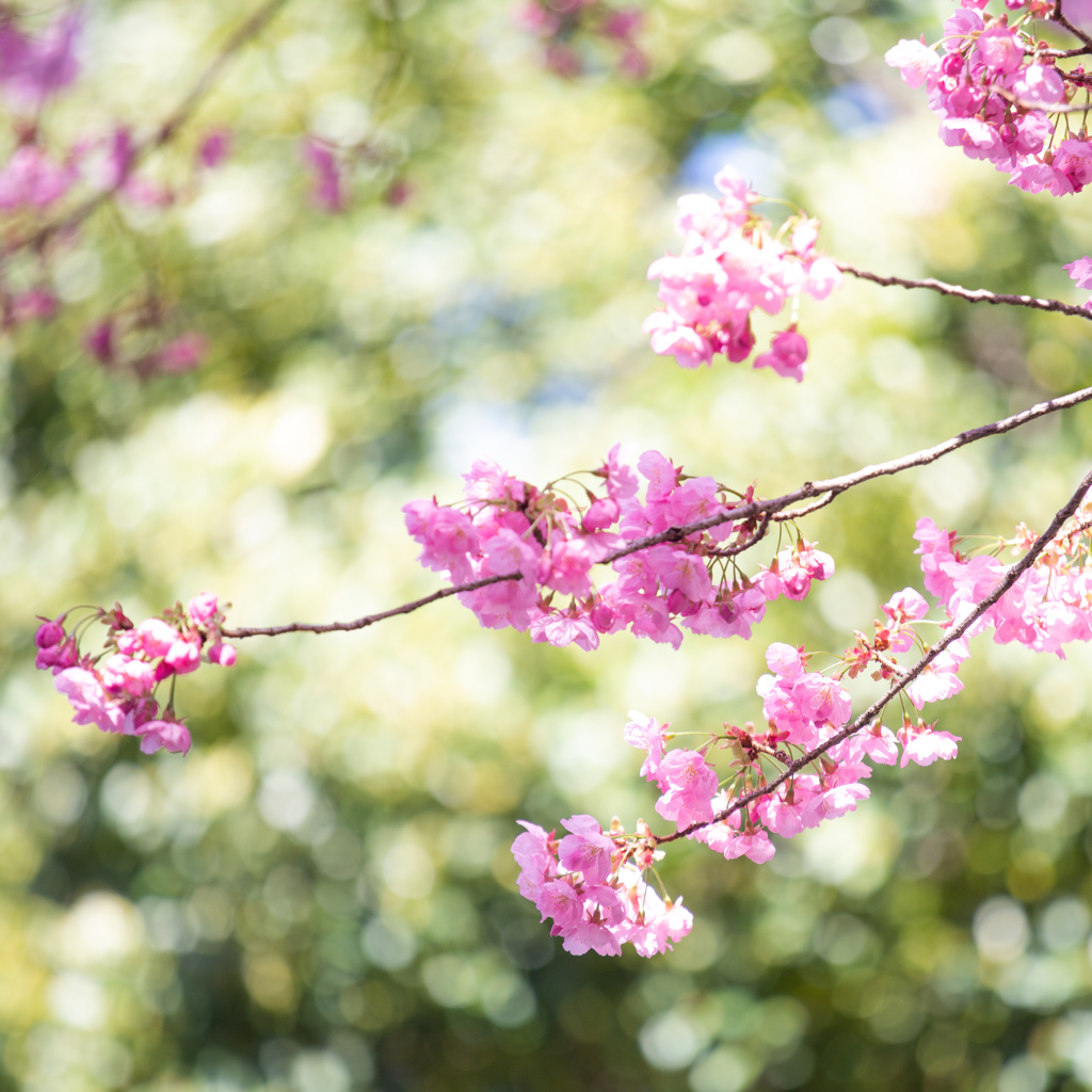 桜の季節　Ⅰ